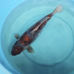 Doitsu ochiba female from yamajyu koi farm +- 65cm